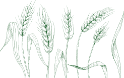 Cultivating Growth The
                                      - 28圈