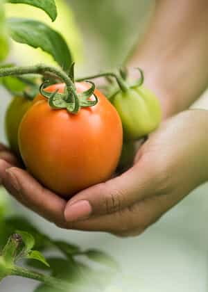 Growing a Better Tomorrow - 28圈